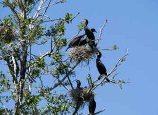 Neste Osake Analyysissä: Kannattaako Sijoittaa Nyt? Neste Osake Analyysissä: Kannattaako Sijoittaa Nyt?