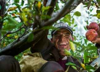 Omenapuun Istutus Näin Saat Runsaan Sadon Omenapuun Istutus Näin Saat Runsaan Sadon