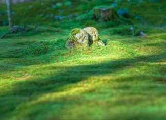 Pergola: Pergola Puutarhaan – Näin Rakennat Tunnelmallisen Oleskelutilan Pergola: Pergola Puutarhaan – Näin Rakennat Tunnelmallisen Oleskelutilan