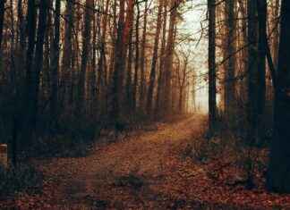 Pyöreä Ruokapöytä: Pyöreä Ruokapöytä Kodin Sydämeksi – Näin Valitset Oikean Pyöreä Ruokapöytä: Pyöreä Ruokapöytä Kodin Sydämeksi – Näin Valitset Oikean