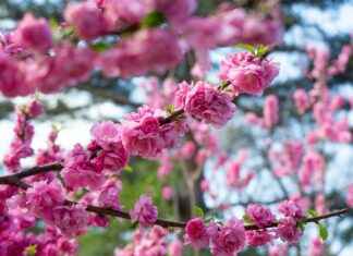 Säyne Kalastus Ja Herkullinen Valmistusvinkki Säyne Kalastus Ja Herkullinen Valmistusvinkki