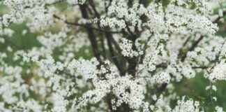 Siitepölytiedote Keväällä: Näin Varaudut Allergiakauteen Siitepölytiedote Keväällä: Näin Varaudut Allergiakauteen