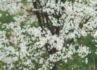 Siitepölytiedote Keväällä: Näin Varaudut Allergiakauteen Siitepölytiedote Keväällä: Näin Varaudut Allergiakauteen