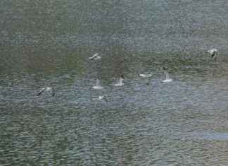 Skorpioni Horoskooppi: Mitä Tähdet Lupaavat Tälle Merkille Skorpioni Horoskooppi: Mitä Tähdet Lupaavat Tälle Merkille