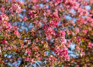 Syreeni: Syreeni Kevään Tuoksuna – Näin Istutat Ja Hoidat Syreeni: Syreeni Kevään Tuoksuna – Näin Istutat Ja Hoidat