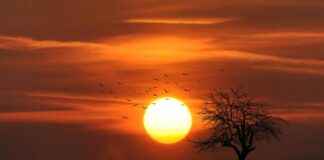 Tanskandoggi: Tanskandoggi Rotuna – Kaikki Mitä Tulevan Omistajan Tulee Tietää Tanskandoggi: Tanskandoggi Rotuna – Kaikki Mitä Tulevan Omistajan Tulee Tietää