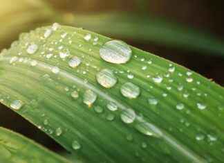 Tulppaani Istutus Ja Hoito Kevään Väri-ilotteluun Tulppaani Istutus Ja Hoito Kevään Väri-ilotteluun