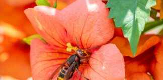 Turkiskuoriainen: Turkiskuoriainen Kotona – Näin Tunnistat Ja Torjut Haitan Turkiskuoriainen: Turkiskuoriainen Kotona – Näin Tunnistat Ja Torjut Haitan