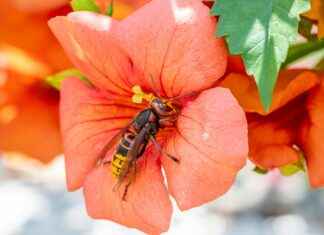 Turkiskuoriainen: Turkiskuoriainen Kotona – Näin Tunnistat Ja Torjut Haitan Turkiskuoriainen: Turkiskuoriainen Kotona – Näin Tunnistat Ja Torjut Haitan