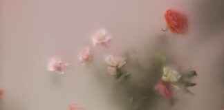 Unikko: Unikko Puutarhassa – Näin Saat Unelmiesi Kukkaloiston Unikko: Unikko Puutarhassa – Näin Saat Unelmiesi Kukkaloiston