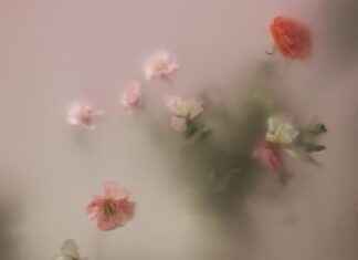 Unikko: Unikko Puutarhassa – Näin Saat Unelmiesi Kukkaloiston Unikko: Unikko Puutarhassa – Näin Saat Unelmiesi Kukkaloiston