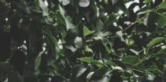 Variksenmarja: Variksenmarja Luonnossa – Näin Tunnistat Ja Hyödynnät Variksenmarja: Variksenmarja Luonnossa – Näin Tunnistat Ja Hyödynnät