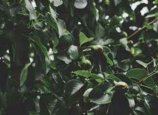 Variksenmarja: Variksenmarja Luonnossa – Näin Tunnistat Ja Hyödynnät Variksenmarja: Variksenmarja Luonnossa – Näin Tunnistat Ja Hyödynnät