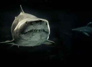 Vedenkeitin Opas Tehokkain Ja Tyylikkäin Malli Vedenkeitin Opas Tehokkain Ja Tyylikkäin Malli