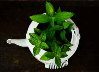 Voikukka Villiyrttinä Hyödyt Ja Käyttöideat Voikukka Villiyrttinä Hyödyt Ja Käyttöideat