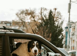 Sofia Belorf Insta Stories: Miksi Ne Vievät Huomiomme?