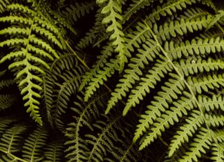 Jääkiekon MM Kisat 2024: Oletko Valmis Jännittävään Taisteluun?