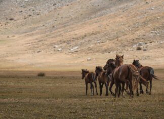 Muusikko Kuoli Rajussa Onnettomuudessa: Miksi Tämä Suru Koskettaa?