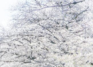 Murha Kaikilla Mausteilla Rooleissa: Miksi Tämä On Must-Kokeilla?