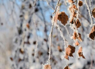 Taru Sormusten Herrasta Tampere: Miksi Se On Pakko Kokea?
